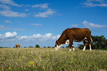 Grazing cattle in a great plain grassland