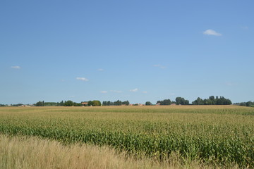 corn field  © neveemilia
