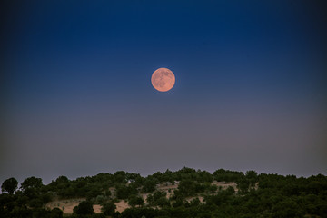 full moon in the jungle