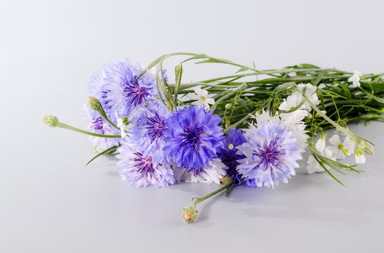 Fototapeta Cornflowers. Flowers are on a gray background
