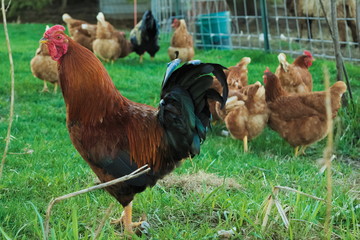 Rooster