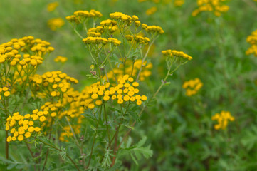 Tansy (Tanacetum vulgare) - flowering herbaceous plant at summer time in wild nature