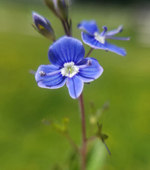 Gamander Ehrenpreis, Gamander-Ehrenpreis, Veronica, gamander