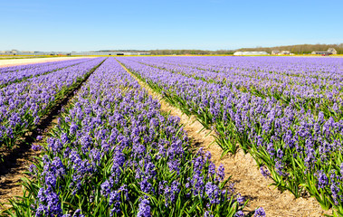 Fototapeta premium Striking purple flowering hyacinth plants in a Dutch field