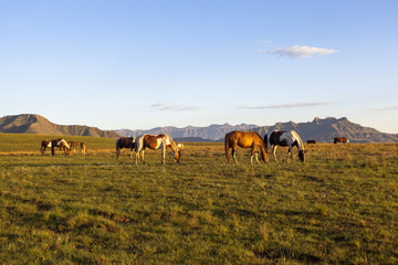 Fototapeta na wymiar Horses on green pastures