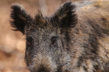 Wildschwein Überläufer Augen