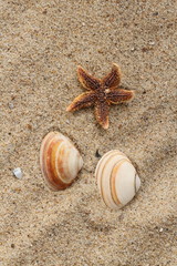 Seestern am Stand im Hochformat