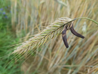 Mutterkornpilz; Claviceps, purpurea; Parasit
