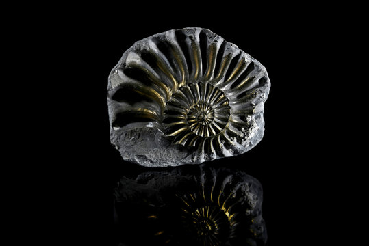 Pyritized Ammonite