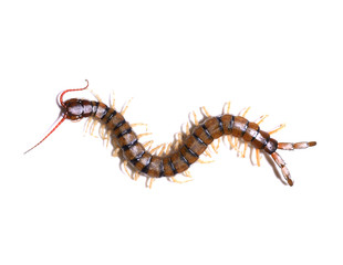 centipede on white background