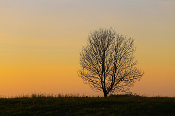 Fototapeta na wymiar Baum im Sonnenuntergang