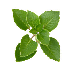 Green Leaves (Country Borage,Indian Borage,Coleus amboinicus Lou