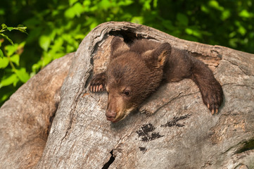 Black Bear Cub (Ursus americanus) in Log © hkuchera