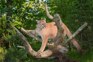 Adult Female Cougar (Puma concolor) Balances