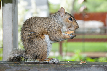 Naklejka na ściany i meble Wild Grey Squirrel Eating a Walnut