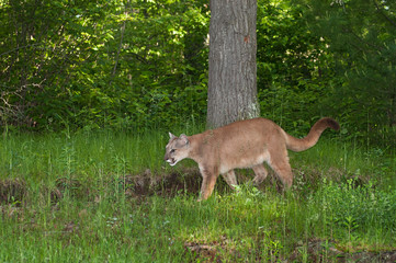 Naklejka na ściany i meble Adult Female Cougar (Puma concolor) Stalks Left