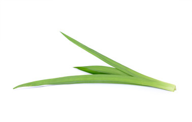 Pandanus Palm, Fragrant Pandan, Pandom wangi on white background