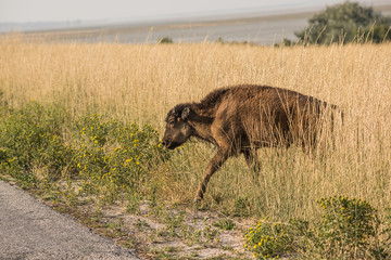 A single bison calf in grasslands near Great Salt Lake in Utah crossing the road