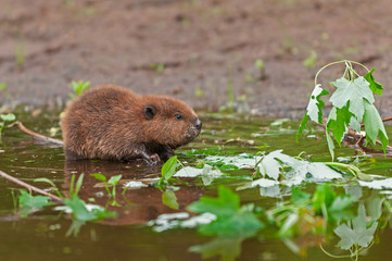 North American Beaver (Castor canadensis) Kit Sits in Water