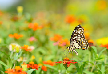 Butterfly on orange flower in the garden with copy space.