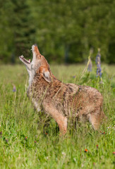 Coyote (Canis latrans) Howls in Field