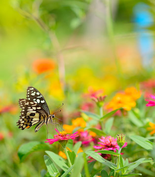 Butterfly on orange flower in the garden with copy space.