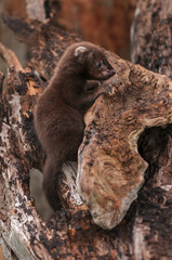 Fisher (Martes pennanti) Kit Profile on Log