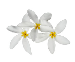 white frangipani flower isolated on white on white background