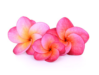 Naklejka na ściany i meble pink frangipani (plumeria) flowers with water drop on white back