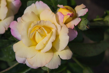 цветущая в саду роза Пис (Глория Дэй)
