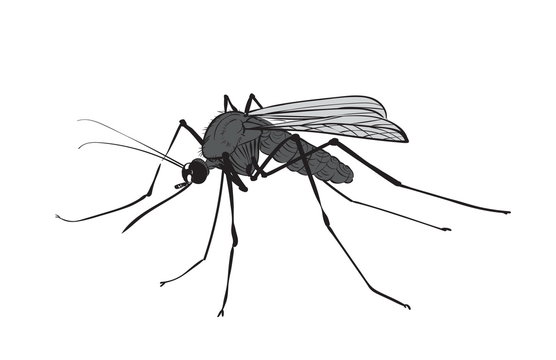 picture figure mosquito ink