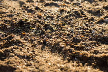 sand and shells on the beach texture