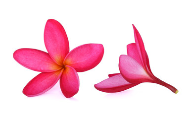 red frangipani (plumeria) flowers on white background