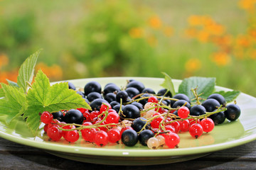 Black , red and white currant. Fresh organic berries in a bowl