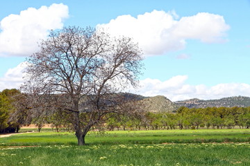 Fototapeta na wymiar Spring landscape, Rubielos de Mora, Gudar mountains, Teruel, Spa