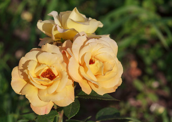 Bush yellow roses close-up. Flowers and gardens