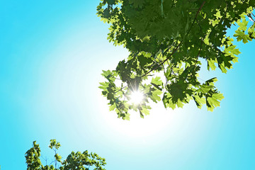 Obraz premium Tree branches with green leaves on sky background