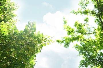 Tree branches with green leaves on sky background