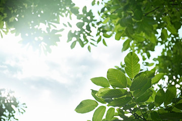Obraz premium Tree branches with green leaves on sky background