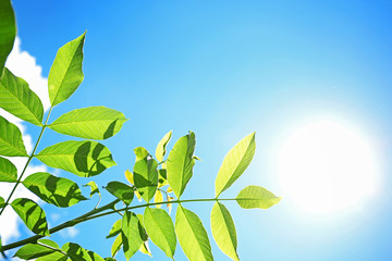 Tree branches with green leaves on sky background