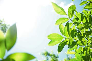 Obraz premium Tree branches with green leaves on sky background