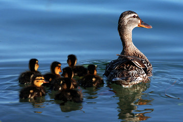 duck with young 