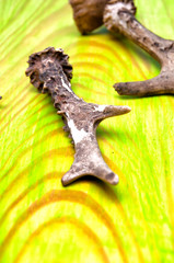 Deer antlers on green wooden table