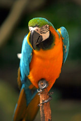 Parrot