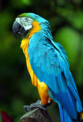 Parrot