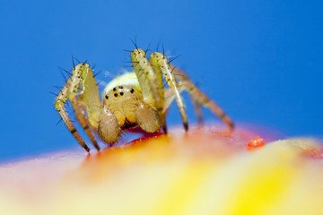Spider macro