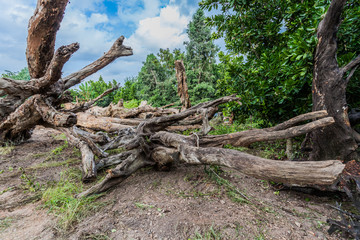 near the biggest national park in Thailand there have quite big forest Plants varied slightly Some people have the name of the distribution of plants and flowers of various kinds.