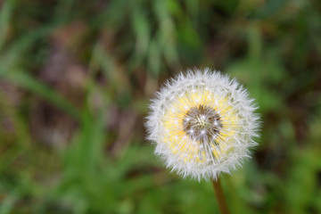 Closeup of dandelion in full seed, with dandelion flower behind

