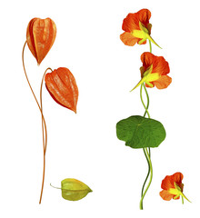colorful beautiful flowers nasturtium isolated on white backgrou