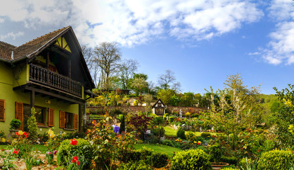 Blossom tulips in the garden, spring time